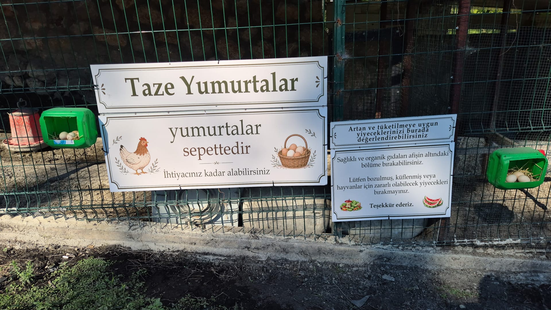 SR Villa yakınındaki tavuklar ve doğal yaşam